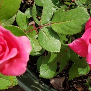 Meet your Posher, Betty